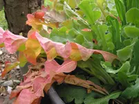 011.webp