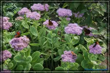 comp_DSC02270.webp