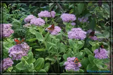 comp_DSC02271.webp