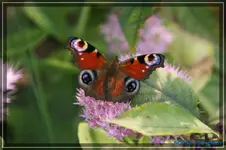 comp_DSC02273.webp