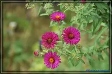 comp_DSC02277.webp