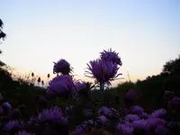 027.webp