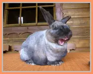 043.webp