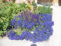 Blaues Wunder.webp