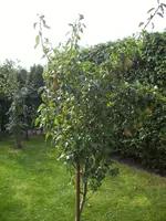 100_1603.webp 100_1603.webp