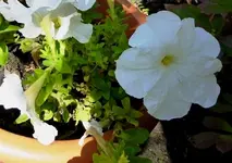 P1000729yyy.webp
