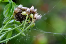 Dicke Spinne_26996.webp