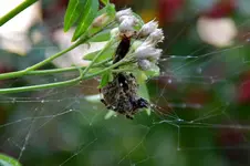 Dicke Spinne_26994.webp