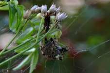 Dicke Spinne_26995.webp