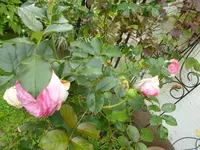 P1160371.webp