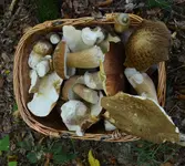 Steinpilze.webp