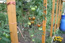 IMG_4785.webp
