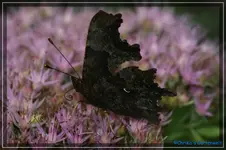 comp_DSC02283.webp