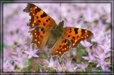 comp_DSC02287.webp
