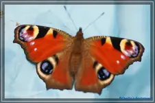 comp_DSC02288.webp