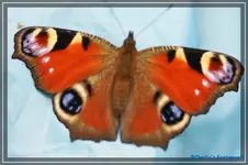 comp_DSC02289.webp