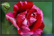 comp_DSC02291.webp