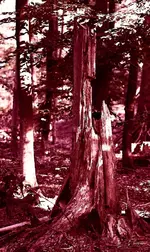remnant_3_p.webp