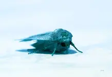 moth_i_am_2_p.webp