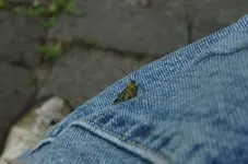 curious_visitor.webp