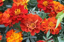 IMG_4699.webp