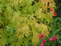 SAM_5490.webp