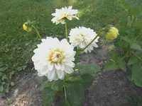 005a.webp
