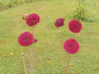 DSCN0060a.webp