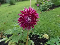 DSCN0136a.webp