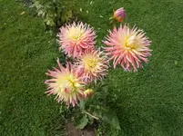 DSCN0105a.webp