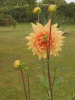 DSCN0062a.webp
