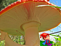 zwerg-Pilz (1).webp
