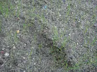Rasenvlies 2. Woche - Detailaufnahme.webp