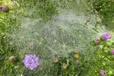 DSCF7858.webp