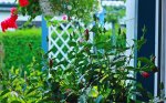 Hibiscus mit vielen Knospen_640.JPG