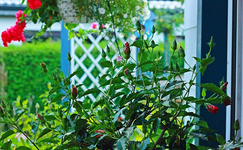 Hibiscus mit vielen Knospen_640.webp