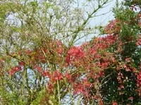 Himmelswein.webp