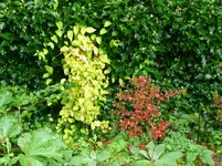Gartenheidelbeere.webp