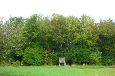 Wildhecke.webp