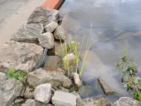 158.webp