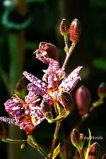 _Kroetenlilie II.webp