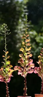 pfluecksalat_p.webp