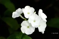 _weisser Phlox.webp