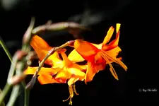 _Montbretie.webp