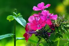 _rosefarb. Phlox.webp