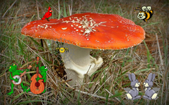 Copy of Pilz.webp