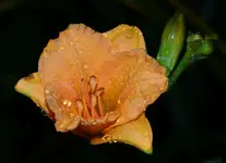 pixieparasol.webp
