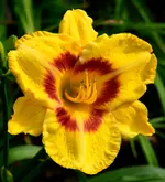 236zwei.webp