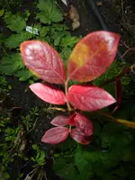 P1200520.webp