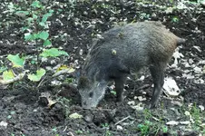 trüffelschwein.webp